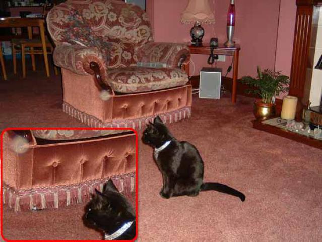 Cat watches Orb