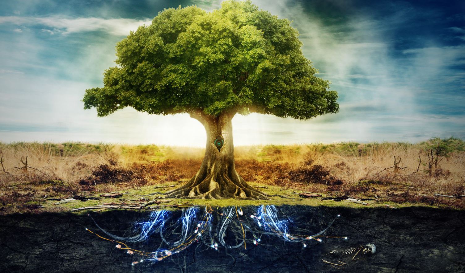 5-Things-You-Need-to-Know-About-The-Tree-of-Life.jpg (1505×886)