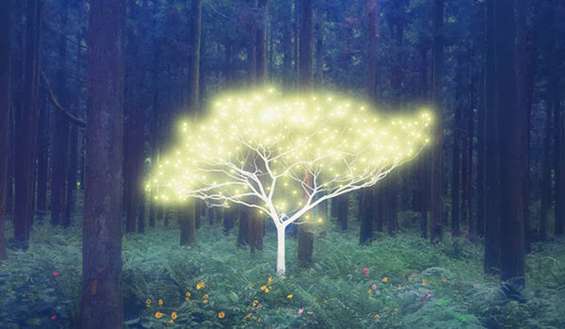 Trees Help Us Heal! This is How You Can Use Their Energy