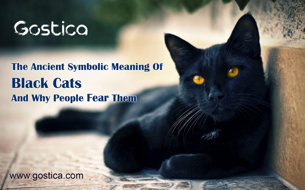 The Ancient Symbolic Meaning Of Black Cats And Why People Fear Them Gostica