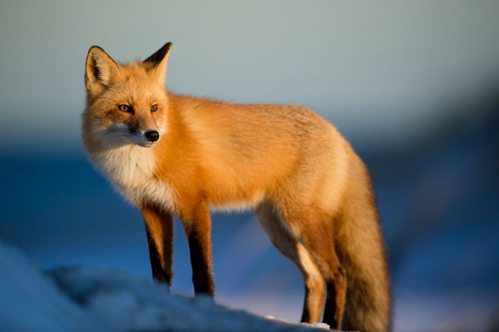 spirit animal, fox