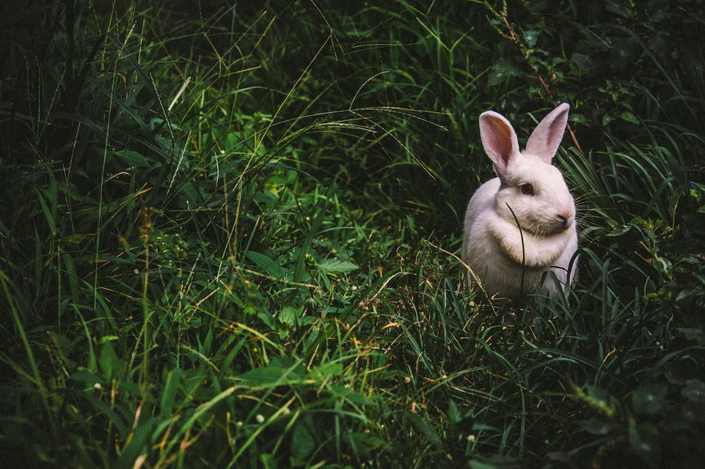 spirit animal, rabbit