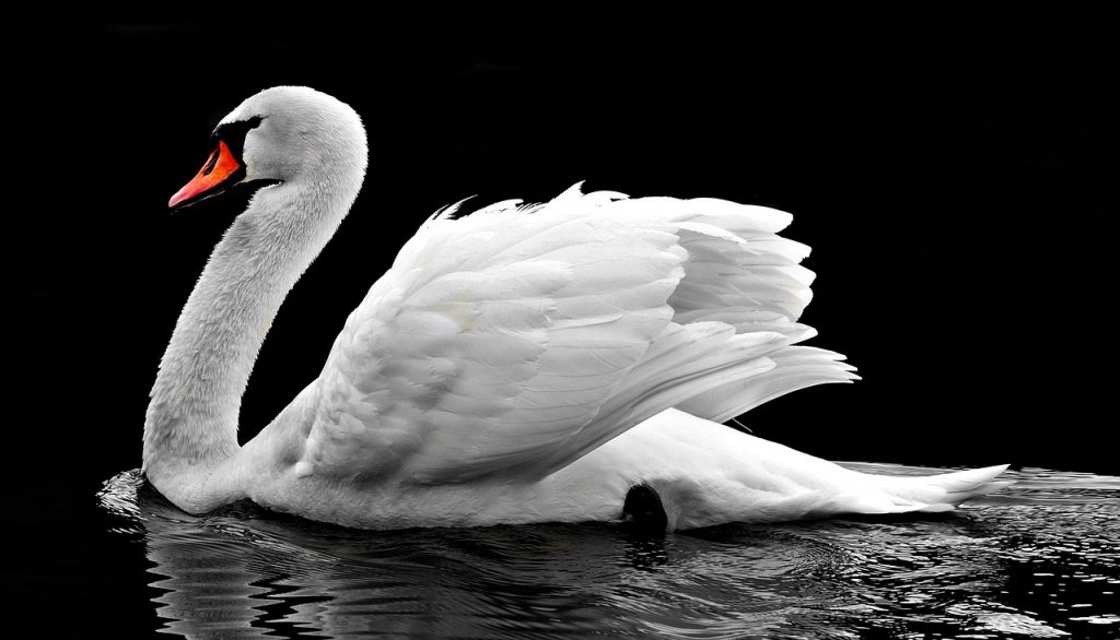 spirit animal, swan