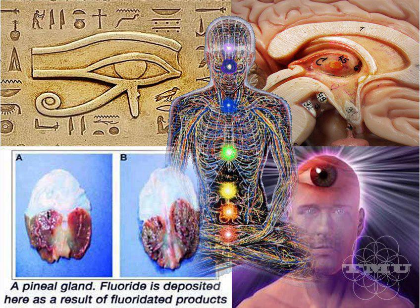 Is the Pineal Gland Being Purposely Suppressed?