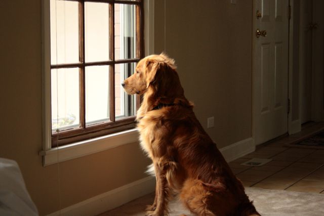 Does Your Dog Really Know When You’re Coming Home? What the Science Says!