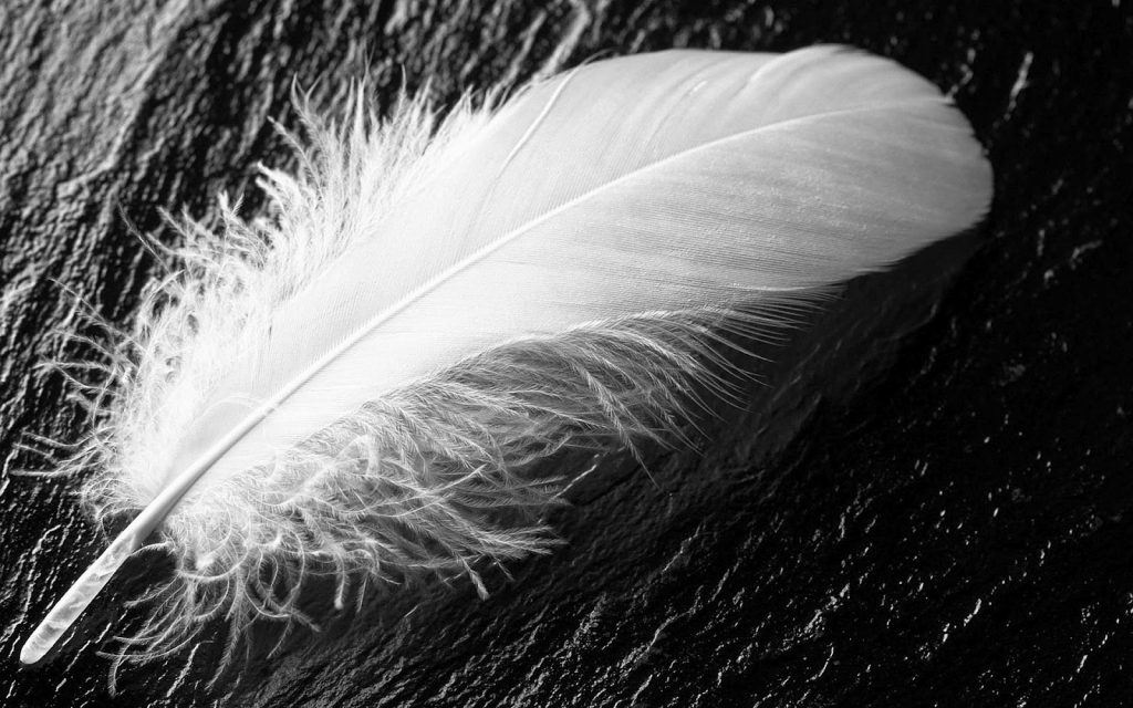 7 Signs Your Guardian Angel Is Trying To Contact You feather