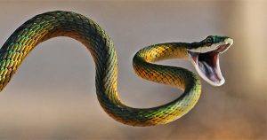 spirit animal snake