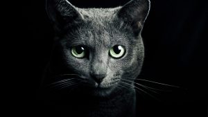 CAT – Protects You And Your Home From Ghosts And Negative Spirits!