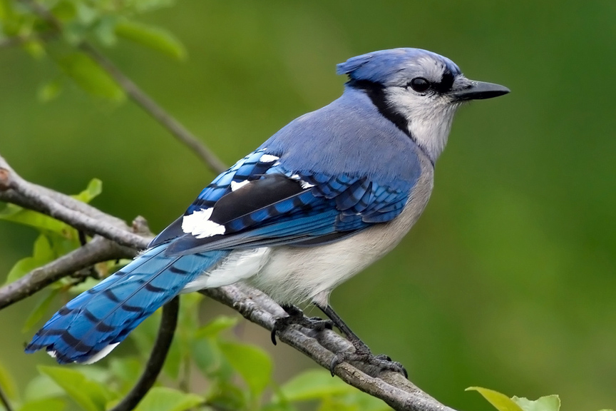 bluejay-15-common-animal-messengers-and-their-meaning