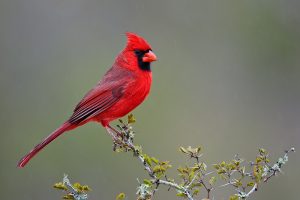 cardinal-15-common-animal-messengers-and-their-meaning