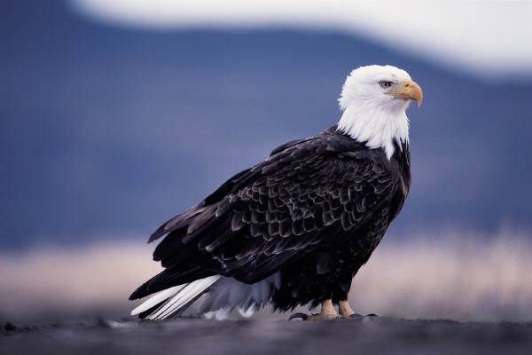 eagle-15-common-animal-messengers-and-their-meaning