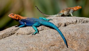 lizard-15-common-animal-messengers-and-their-meaning