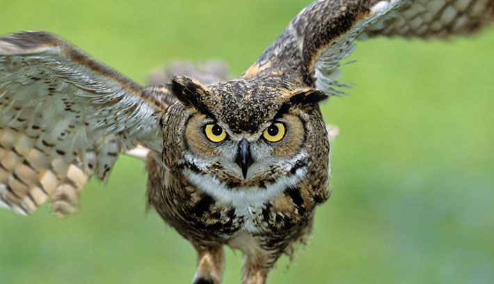 owl-15-common-animal-messengers-and-their-meaning