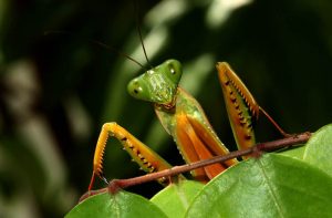 praying-mantis-15-common-animal-messengers-and-their-meaning