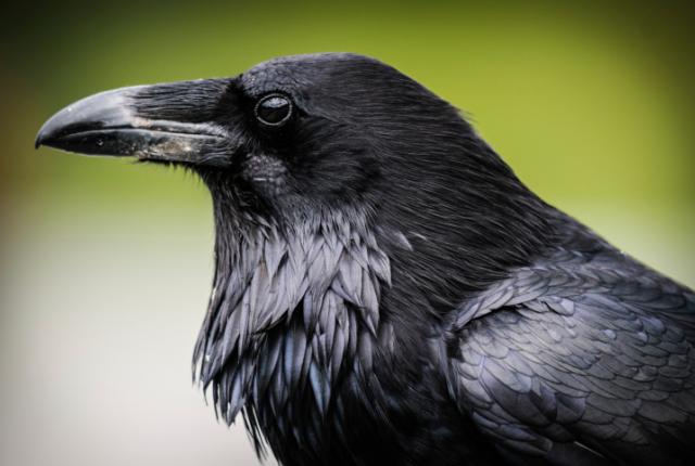raven-15-common-animal-messengers-and-their-meaning