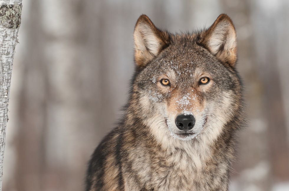 wolf-common-animal-messengers-and-their-meaning