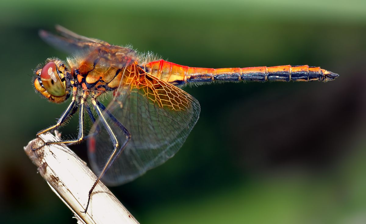 Dragonflies Carry Significant Meaning: Do you see them often?