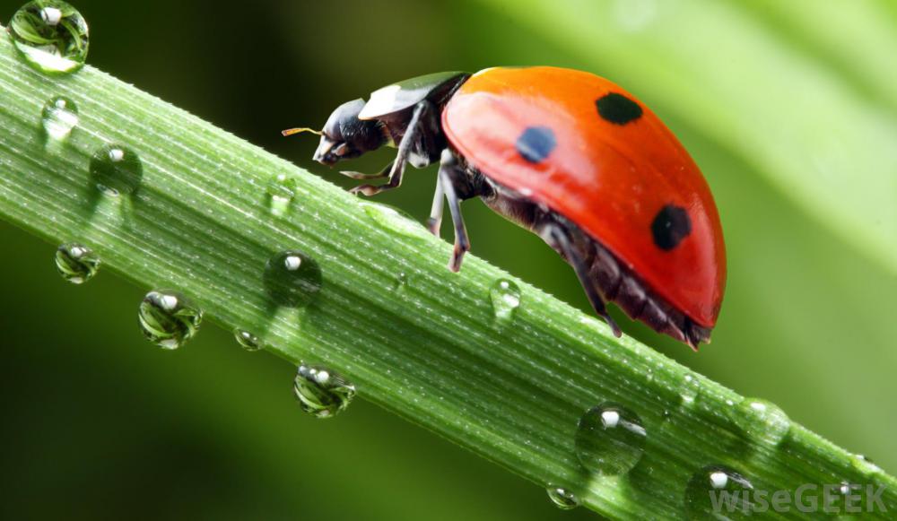 side-view-of-a-crawling-ladybug – GOSTICA