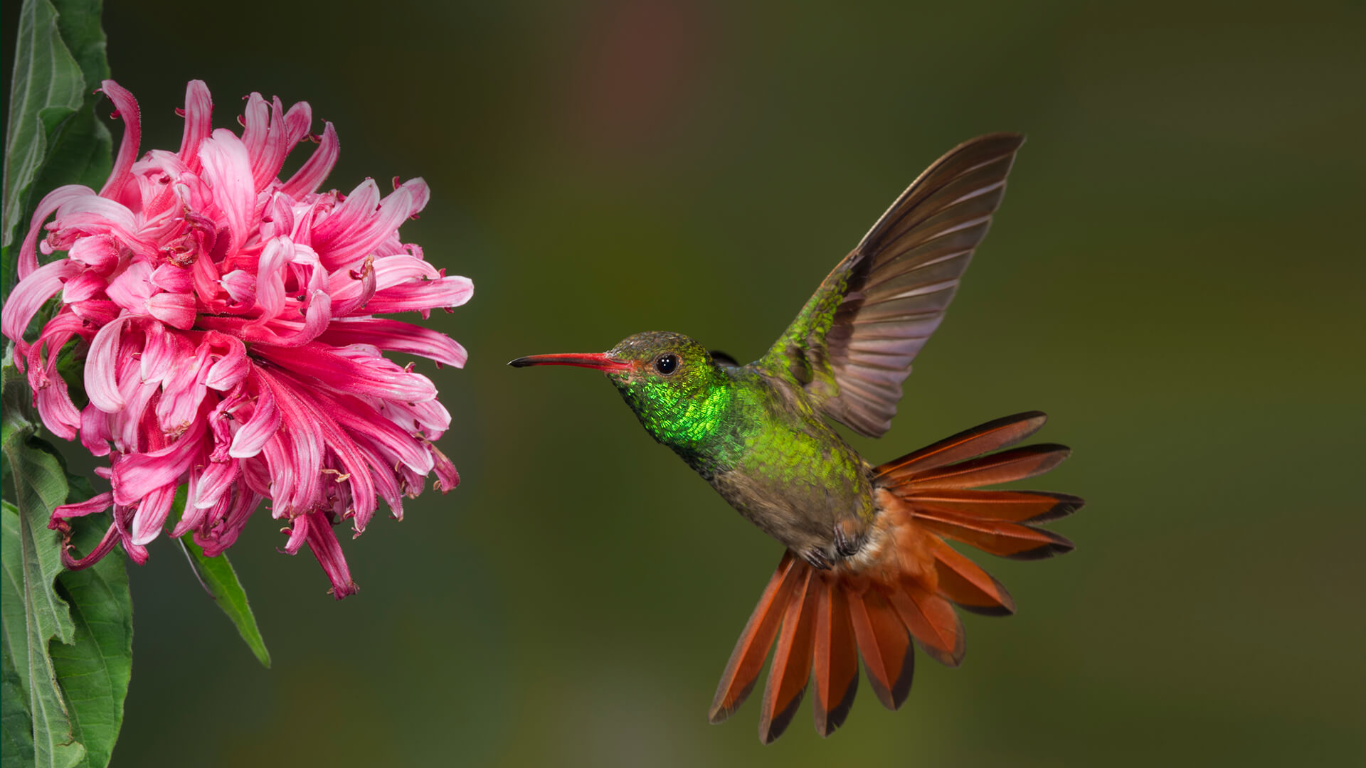 Hummingbird-Meaning-–-Symbolic-and-Spiritual-Meaning-of-Hummingbirds.jpg