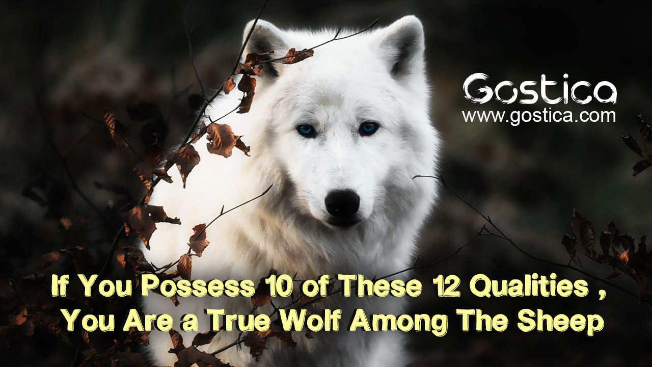 If You Possess 10 of These 12 Qualities , You Are a True Wolf Among The