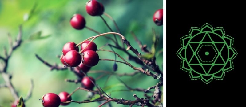 4.-Heart-Chakra-—-Hawthorn-Berry.jpg