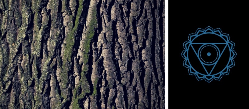 5.-Throat-Chakra-—-Slippery-Elm.jpg
