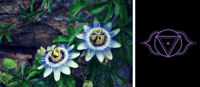 third eye chakra indigo flower