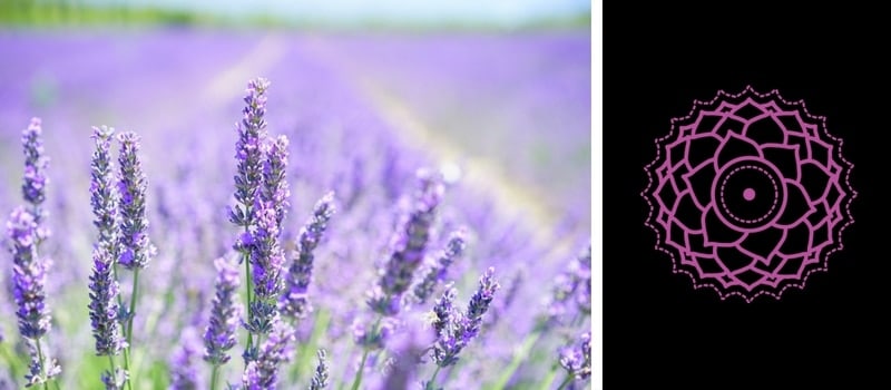 7.-Crown-Chakra-—-Lavender.jpg