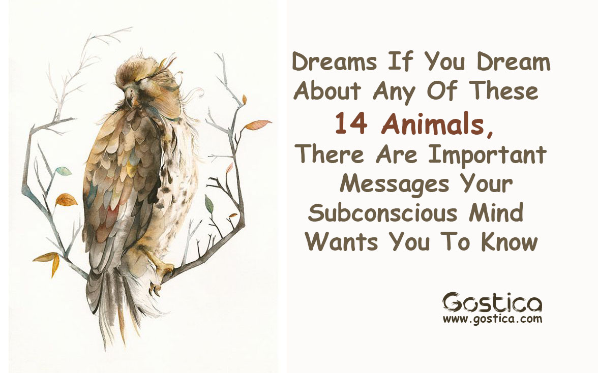 Dreams-If-You-Dream-About-Any-Of-These-14-Animals-There-Are-Important-Messages-Your-Subconscious-Mind-Wants-You-To-Know.jpg