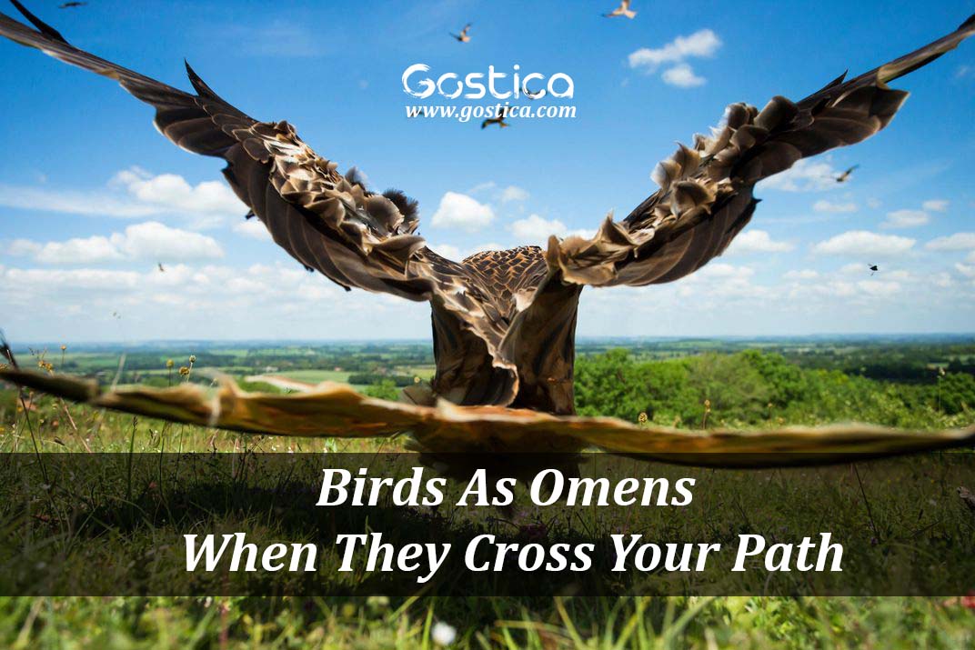 Birds-As-Omens-When-They-Cross-Your-Path.jpg