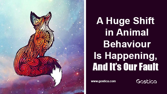 A-Huge-Shift-in-Animal-Behaviour-Is-Happening-And-It’s-Our-Fault.jpg