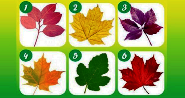 PICK-YOUR-FAVORITE-LEAF-TO-REVEAL-WHAT-KIND-OF-PERSON-YOU-TRULY-ARE.png