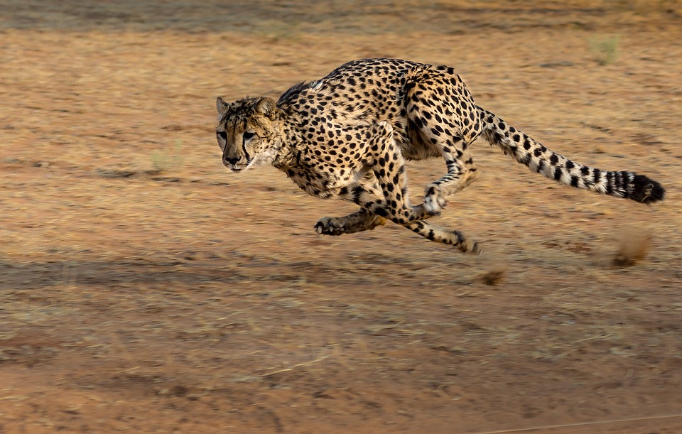 spirit animal, cheetah